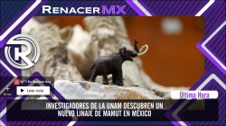 Investigadores de la UNAM descubren un nuevo linaje de mamut en México