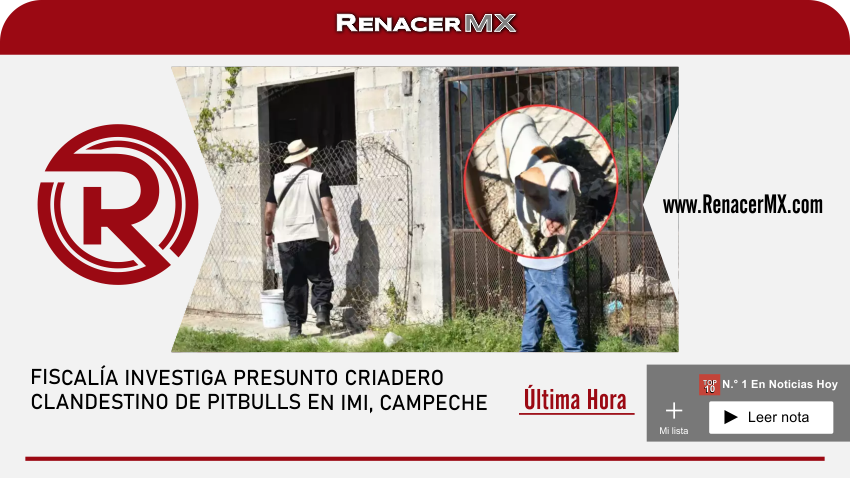 FISCALÍA INVESTIGA PRESUNTO CRIADERO CLANDESTINO DE PITBULLS EN IMI, CAMPECHE