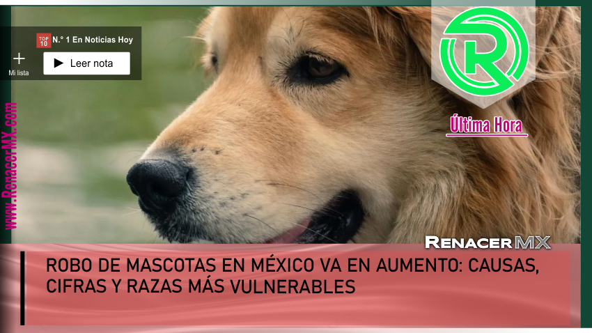 ROBO DE MASCOTAS EN MÉXICO VA EN AUMENTO: CAUSAS, CIFRAS Y RAZAS MÁS VULNERABLES