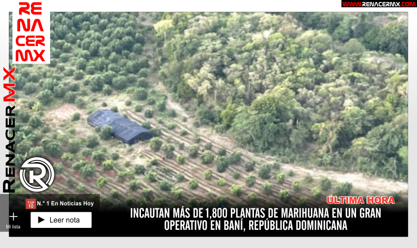 Incautan más de 1,800 plantas de marihuana en un gran operativo&hellip;